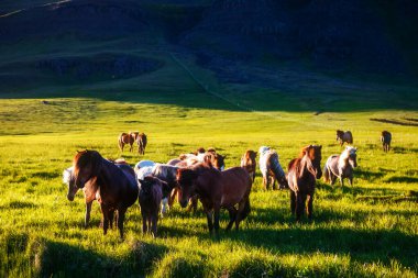 İzlanda midillisi güneş tarafından aydınlatılan çayırda otluyor. Resimli ve muhteşem bir sahne. İzlanda adası, Snaefellsnes yarımadası, Avrupa. Güzellik dünyasını keşfedin.