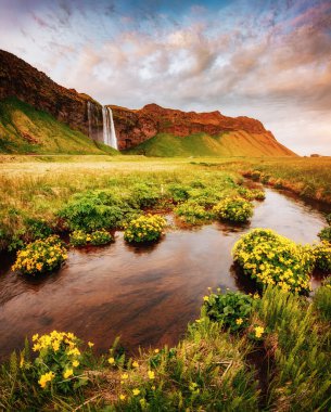 Güneşin altında çiçek açan yeşil tarlanın güzel manzarası. Dramatik ve muhteşem bir sahne. Popüler turist eğlencesi. Konum ünlü Seljalandsfoss şelalesi, İzlanda, Avrupa. Güzellik dünyasını keşfedin.