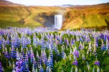Gün ışığında parlayan güzel, çiçek açan luplar. Dramatik ve muhteşem bir sahne. Popüler turist eğlencesi. Skogafoss Şelalesi, Skoga Nehri, İzlanda, Avrupa 'nın dağlık bölgeleri. Güzellik dünyası