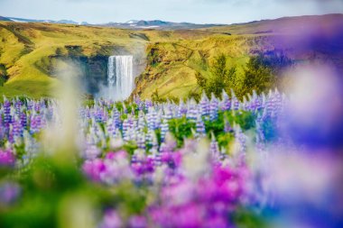 Gün ışığında parlayan güzel, çiçek açan luplar. Sıra dışı ve göz kamaştırıcı bir sahne. Popüler turist eğlencesi. Skogafoss Şelalesi, Skoga Nehri, İzlanda, Avrupa 'nın dağlık bölgeleri. Güzellik dünyası.