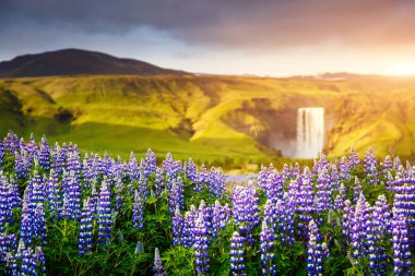 Gün ışığında parlayan güzel, çiçek açan luplar. Dramatik ve muhteşem bir sahne. Popüler turist eğlencesi. Skogafoss Şelalesi, Skoga Nehri, İzlanda, Avrupa 'nın dağlık bölgeleri. Güzellik dünyası