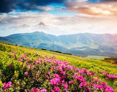 Güneş ışığında Alp Vadisi 'nin büyüleyici manzarası. Resimli bir gün. Karpatya Ukrayna, Avrupa 'da bir yer. Duvar kağıdının harika bir görüntüsü. Harika bir açık hava tatili. Dünyanın güzelliğini keşfedin.