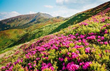 Güneş ışığında Alp Vadisi 'nin büyüleyici manzarası. Resimli bir gün. Karpatya Ukrayna, Avrupa 'da bir yer. Duvar kağıdının harika bir görüntüsü. Harika bir açık hava tatili. Dünyanın güzelliğini keşfedin.