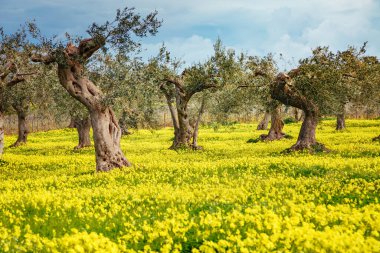 Zeytin bahçesinin etkileyici manzarası. Resimli bir gün ve muhteşem bir sahne. İlkbaharda peri ormanı. Mekan Sicilya Adası, İtalya, Avrupa. Akdeniz iklimi. Dünyanın güzelliğini keşfedin.