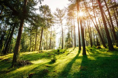 Sabah güneşinde büyülü orman. İlkbaharda peri ormanı. Resimli bir gün ve muhteşem bir sahne. Duvar kağıdının harika bir görüntüsü. Yer İtalya Alpleri, Avrupa. Dünyanın güzelliğini keşfedin.