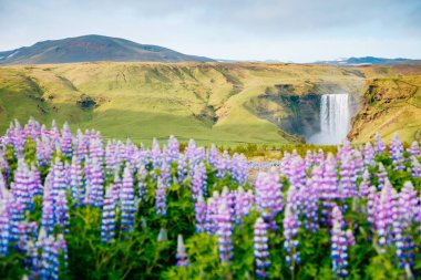 Gün ışığında parlayan güzel, çiçek açan luplar. Sıra dışı ve göz kamaştırıcı bir sahne. Popüler turist eğlencesi. Skogafoss Şelalesi, Skoga Nehri, İzlanda, Avrupa 'nın dağlık bölgeleri. Güzellik dünyası.