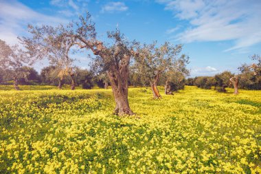 Zeytin bahçesinin etkileyici manzarası. Resimli bir gün ve muhteşem bir sahne. İlkbaharda peri ormanı. Mekan Sicilya Adası, İtalya, Avrupa. Akdeniz iklimi. Dünyanın güzelliğini keşfedin.