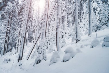 Peri masalı ormanı. Kayak merkezinde soğuk bir gün. Karpatlar 'ın yeri, Ukrayna, Avrupa. Vahşi bölgenin resmi. Huysuz hava. Toprağın güzelliğini keşfedin. Yürüyüş konseptinin manzaralı görüntüsü. Mutlu yıllar.!