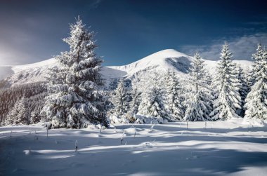 Dondurucu bir günde inanılmaz beyaz süslemeler. Carpathian Ulusal Parkı, Ukrayna, Avrupa. Kış alp kayak merkezi. Egzotik kış manzarası. Mavi tonlama. Mutlu yıllar! Toprağın güzelliğini keşfedin.