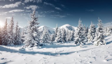 Dondurucu bir günde inanılmaz beyaz süslemeler. Carpathian Ulusal Parkı, Ukrayna, Avrupa. Kış alp kayak merkezi. Egzotik kış manzarası. Mavi tonlama. Mutlu yıllar! Toprağın güzelliğini keşfedin.