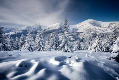 Dondurucu bir günde muhteşem beyaz süslemeler. Carpathian Ulusal Parkı, Ukrayna, Avrupa. Kış alp kayak merkezi. Egzotik kış manzarası. Mavi tonlama. Mutlu yıllar! Toprağın güzelliğini keşfedin.