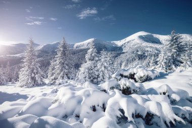 Soğuk bir günde canlı beyaz çim yaprakları. Carpathian Ulusal Parkı, Ukrayna, Avrupa. Alp kayak merkezi. Egzotik kış manzarası. Idyllic kış duvar kağıdı. Mutlu yıllar! Toprağın güzelliğini keşfedin.