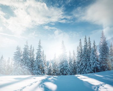 Soğuk bir günde canlı beyaz çim yaprakları. Carpathian Ulusal Parkı, Ukrayna, Avrupa. Alp kayak merkezi. Egzotik kış manzarası. Idyllic kış duvar kağıdı. Mutlu yıllar! Toprağın güzelliğini keşfedin.