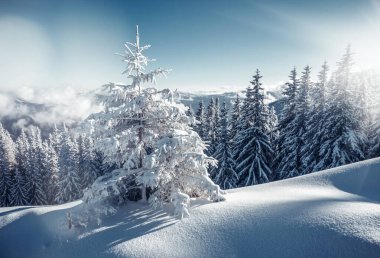 Soğuk bir günde canlı beyaz çim yaprakları. Carpathian Ulusal Parkı, Ukrayna, Avrupa. Alp kayak merkezi. Egzotik kış manzarası. Idyllic kış duvar kağıdı. Mutlu yıllar! Toprağın güzelliğini keşfedin