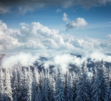 Soğuk bir günde canlı beyaz çim yaprakları. Carpathian Ulusal Parkı, Ukrayna, Avrupa. Alp kayak merkezi. Egzotik kış manzarası. Idyllic kış duvar kağıdı. Mutlu yıllar! Toprağın güzelliğini keşfedin.