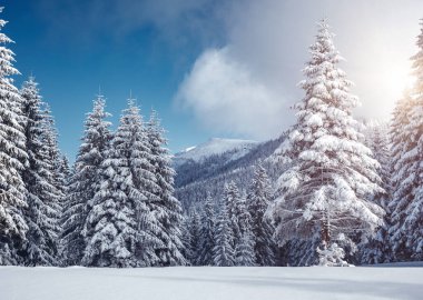 Soğuk bir günde canlı beyaz çim yaprakları. Carpathian Ulusal Parkı, Ukrayna, Avrupa. Alp kayak merkezi. Egzotik kış manzarası. Kış tatili kavramı. Mutlu yıllar! Toprağın güzelliğini keşfedin.