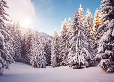 Soğuk bir günde canlı beyaz çim yaprakları. Carpathian Ulusal Parkı, Ukrayna, Avrupa. Alp kayak merkezi. Egzotik kış manzarası. Kış tatili kavramı. Mutlu yıllar! Toprağın güzelliğini keşfedin.