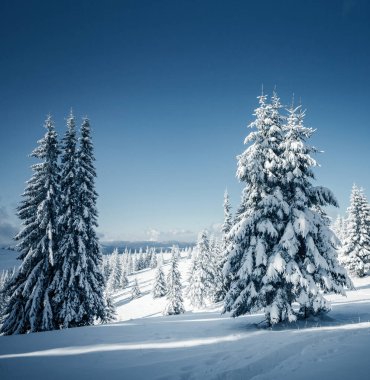 Soğuk bir günde büyülü beyaz süslemeler. Carpathian Ulusal Parkı, Ukrayna, Avrupa. Kış alp kayak merkezi. Egzotik kış manzarası. Mavi tonlama. Mutlu yıllar! Toprağın güzelliğini keşfedin.
