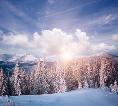 Soğuk bir günde canlı beyaz çim yaprakları. Carpathian Ulusal Parkı, Ukrayna, Avrupa. Alp kayak merkezi. Egzotik kış manzarası. Kış tatili kavramı. Mutlu yıllar! Toprağın güzelliğini keşfedin.