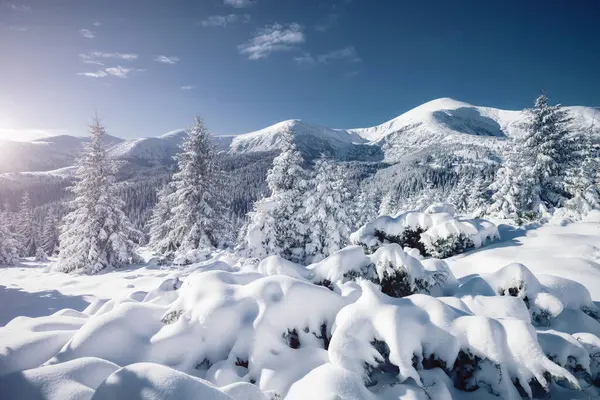 Soğuk bir günde canlı beyaz çim yaprakları. Carpathian Ulusal Parkı, Ukrayna, Avrupa. Alp kayak merkezi. Egzotik kış manzarası. Idyllic kış duvar kağıdı. Mutlu yıllar! Toprağın güzelliğini keşfedin.