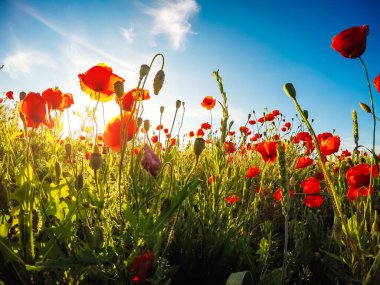 Güneş, mavi gökyüzü karşı sahada kırmızı haşhaş çiçek açmış. Bahar çiçegi. Dramatik gün ve muhteşem sahne. Harika resim duvar kağıdı. Dünyanın güzelliği keşfetmek. Sanatsal resim.