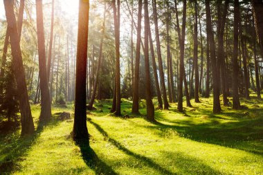 Sabah güneşinde büyülü orman. İlkbaharda peri ormanı. Resimli bir gün ve muhteşem bir sahne. Duvar kağıdının harika bir görüntüsü. Yer İtalya Alpleri, Avrupa. Dünyanın güzelliğini keşfedin.
