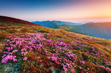 Güneş ışığında Alp Vadisi 'nin dramatik manzarası. Resimli yakalama. Karpatya Ukrayna, Avrupa 'da bir yer. Duvar kağıdının harika bir görüntüsü. Harika bir açık hava tatili. Dünyanın güzelliğini keşfedin.