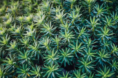 Yüzeyde bitki yaprakları. Kopya uzayının yeşil deseni. Doğal organik konsept. Simetrik düzenleme, düz yatış stili. Üst Manzara. Yay duvar kâğıdı için yaratıcı bir fikir. Sanat fotoğrafçılığı.
