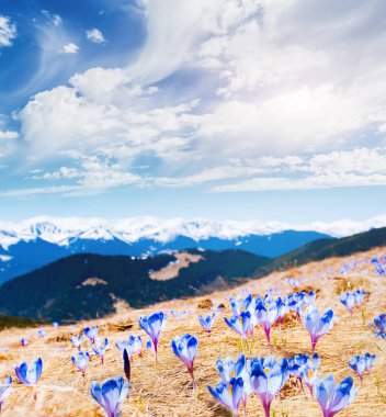 Alp Vadisi 'nin ilk çiçekleri muhteşemdir. Muhteşem bir gün ve resim gibi bir manzara. Karpatlar 'ın yeri, Ukrayna, Avrupa. Duvar kağıdının harika bir görüntüsü. Dünyanın güzelliğini ve vahşi yaşamını keşfedin..