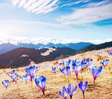 Alp Vadisi 'nin ilk çiçekleri muhteşemdir. Muhteşem bir gün ve resim gibi bir manzara. Karpatlar 'ın yeri, Ukrayna, Avrupa. Duvar kağıdının harika bir görüntüsü. Dünyanın güzelliğini ve vahşi yaşamını keşfedin..
