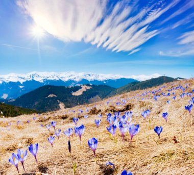 Alp Vadisi 'nin ilk çiçekleri muhteşemdir. Muhteşem bir gün ve resim gibi bir manzara. Karpatlar 'ın yeri, Ukrayna, Avrupa. Duvar kağıdının harika bir görüntüsü. Dünyanın güzelliğini ve vahşi yaşamını keşfedin..