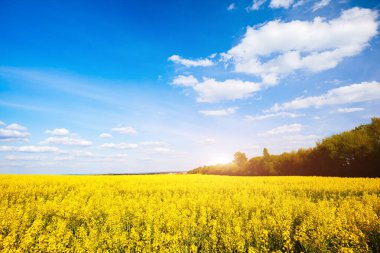 Beyaz kabarık bulutlu canlı kanola alanı. Muhteşem bir gün ve resim gibi bir manzara. Ukrayna, Avrupa 'nın kırsal kesiminde. Duvar kağıdının harika bir görüntüsü. Ekoloji konsepti. Dünyanın güzelliğini keşfedin.