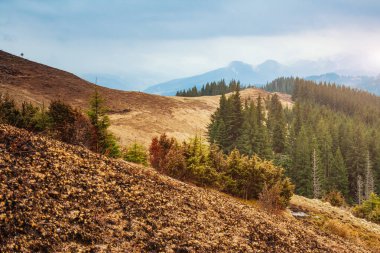 Parlak tepeler ve Alp Vadisi manzarası. Karpatya Ukrayna, Avrupa 'da bir yer. Harika bir bahar duvar kâğıdı. Açık hava aktivitesi. Dünyanın güzelliğini ve vahşi yaşamını keşfedin..