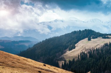Parlak tepeler ve Alp Vadisi manzarası. Karpatya Ukrayna, Avrupa 'da bir yer. Harika bir bahar duvar kâğıdı. Açık hava aktivitesi. Dünyanın güzelliğini ve vahşi yaşamını keşfedin..