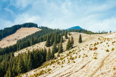 Parlak tepeler ve Alp Vadisi manzarası. Karpatya Ukrayna, Avrupa 'da bir yer. Harika bir bahar duvar kâğıdı. Açık hava aktivitesi. Dünyanın güzelliğini ve vahşi yaşamını keşfedin..