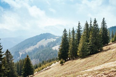 Parlak tepeler ve Alp Vadisi manzarası. Karpatya Ukrayna, Avrupa 'da bir yer. Harika bir bahar duvar kâğıdı. Açık hava aktivitesi. Dünyanın güzelliğini ve vahşi yaşamını keşfedin..