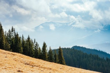 Parlak tepeler ve Alp Vadisi manzarası. Karpatya Ukrayna, Avrupa 'da bir yer. Harika bir bahar duvar kâğıdı. Açık hava aktivitesi. Dünyanın güzelliğini ve vahşi yaşamını keşfedin..