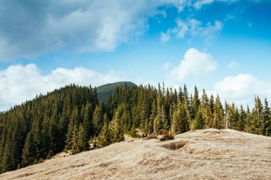 Parlak tepeler ve Alp Vadisi manzarası. Karpatya Ukrayna, Avrupa 'da bir yer. Harika bir bahar duvar kâğıdı. Açık hava aktivitesi. Dünyanın güzelliğini ve vahşi yaşamını keşfedin..
