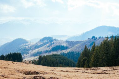 Parlak tepeler ve Alp Vadisi manzarası. Karpatya Ukrayna, Avrupa 'da bir yer. Harika bir bahar duvar kâğıdı. Açık hava aktivitesi. Dünyanın güzelliğini ve vahşi yaşamını keşfedin..