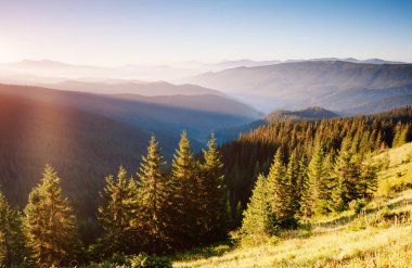 Parlak tepeler ve Alp Vadisi manzarası. Mekan Karpatlar, Ukrayna, Avrupa. Harika bir yaz duvar kâğıdı. Açık havada güneşli bir gün. Dünyanın güzelliğini ve vahşi yaşamını keşfedin..