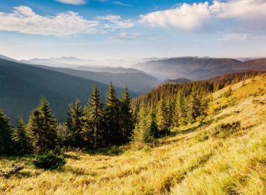 Parlak tepeler ve Alp Vadisi manzarası. Mekan Karpatlar, Ukrayna, Avrupa. Harika bir yaz duvar kâğıdı. Açık havada güneşli bir gün. Dünyanın güzelliğini ve vahşi yaşamını keşfedin..