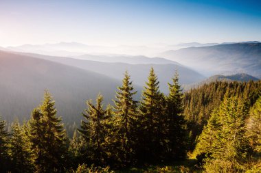 Parlak tepeler ve Alp Vadisi manzarası. Mekan Karpatlar, Ukrayna, Avrupa. Harika bir yaz duvar kâğıdı. Açık havada güneşli bir gün. Dünyanın güzelliğini ve vahşi yaşamını keşfedin..
