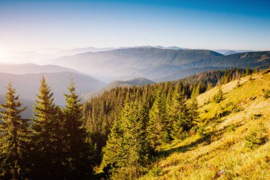 Parlak tepeler ve Alp Vadisi manzarası. Mekan Karpatlar, Ukrayna, Avrupa. Harika bir yaz duvar kâğıdı. Açık havada güneşli bir gün. Dünyanın güzelliğini ve vahşi yaşamını keşfedin..