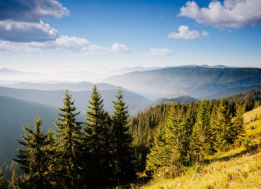 Parlak tepeler ve Alp Vadisi manzarası. Mekan Karpatlar, Ukrayna, Avrupa. Harika bir yaz duvar kâğıdı. Harika bir açık hava tatili. Dünyanın güzelliğini ve vahşi yaşamını keşfedin..
