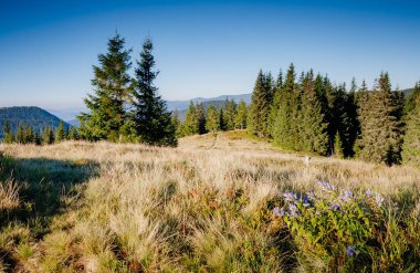 Büyük tepeler ve Alp Vadisi manzarası. Mekan Karpatlar, Ukrayna, Avrupa. Harika bir yaz duvar kâğıdı. Harika bir açık hava tatili. Dünyanın güzelliğini ve vahşi yaşamını keşfedin..