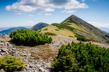 Büyük tepeler ve Alp Vadisi manzarası. Mekan Karpatlar, Ukrayna, Avrupa. Harika bir yaz duvar kâğıdı. Harika bir açık hava tatili. Dünyanın güzelliğini ve vahşi yaşamını keşfedin..