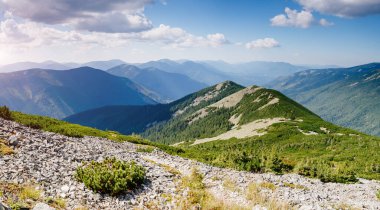 Parlak tepeler ve Alp Vadisi manzarası. Mekan Karpatlar, Ukrayna, Avrupa. Harika bir yaz duvar kâğıdı. Açık havada güneşli bir gün. Dünyanın güzelliğini ve vahşi yaşamını keşfedin..