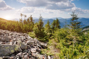 Parlak tepeler ve Alp Vadisi manzarası. Mekan Karpatlar, Ukrayna, Avrupa. Harika bir yaz duvar kâğıdı. Açık havada güneşli bir gün. Dünyanın güzelliğini ve vahşi yaşamını keşfedin..