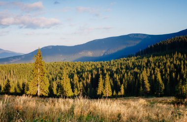 Parlak tepeler ve Alp Vadisi manzarası. Mekan Karpatlar, Ukrayna, Avrupa. Harika bir yaz duvar kâğıdı. Harika bir açık hava tatili. Dünyanın güzelliğini ve vahşi yaşamını keşfedin..