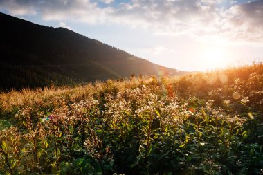 Parlak tepeler ve Alp Vadisi manzarası. Mekan Karpatlar, Ukrayna, Avrupa. Harika bir yaz duvar kâğıdı. Açık havada güneşli bir gün. Dünyanın güzelliğini ve vahşi yaşamını keşfedin..